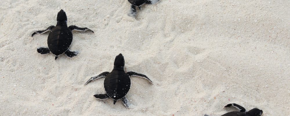 Coco Collection Looking for Intern to Help Rescue Sea Turtles