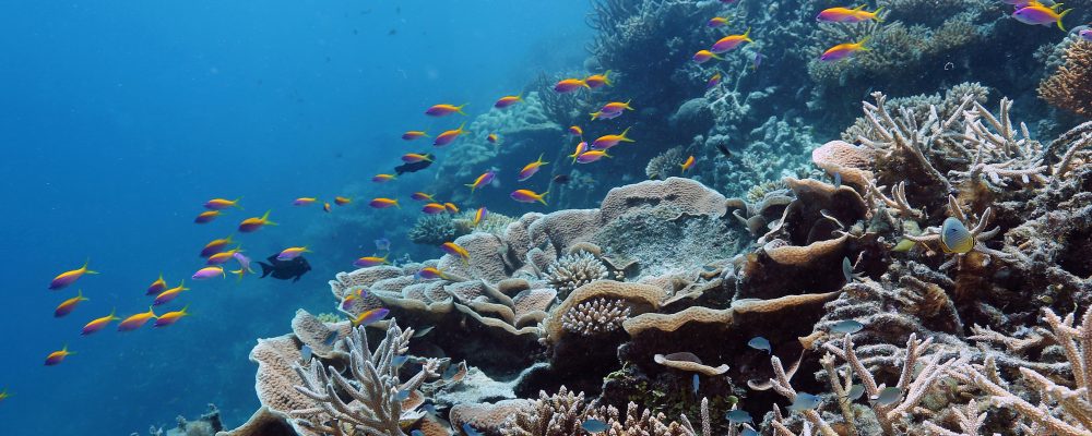 World’s Best Dive Destination 2018 – MALDIVES!