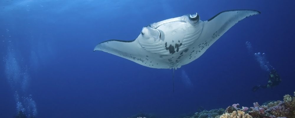 Milaidhoo Maldives Invites Guests to Swim with Manta Rays