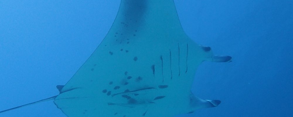 Manta Ray Survey By Baros Maldives