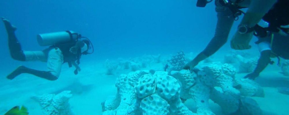 World’s Largest 3-D Printed Reef Installed at Summer Island Maldives